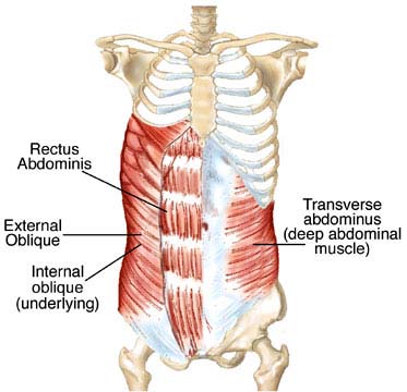 http://scioly.org/wiki/index.php/File:Transverse_Abdominis.jpg